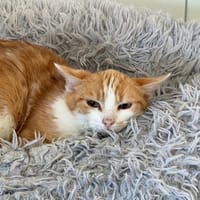 GRELLI, chatte à adopter