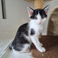 BILLE, chatte à adopter