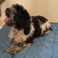 PIPO PAA24291, chien à adopter