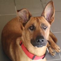 boby, chien à adopter