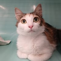 MERRY, chatte à adopter