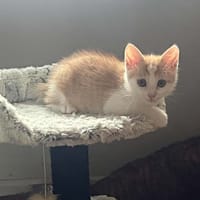 Oki, chatte à adopter
