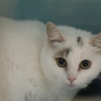 miblanche, chatte à adopter
