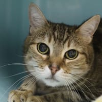 méonce, chat à adopter