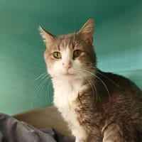 NEJHI, chat à adopter