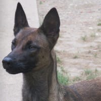 PLUME, chienne à adopter