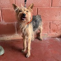 STELLA PAA24294, chienne à adopter