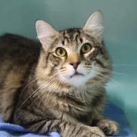 gargamel, chat à adopter