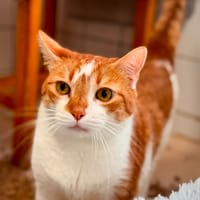 ALEP, chat à adopter
