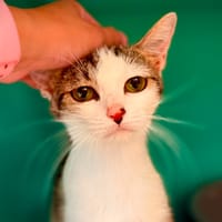 CRISTAL, chatte à adopter