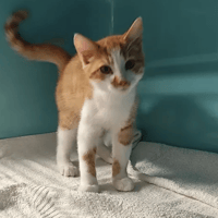 Jagger, chat à adopter