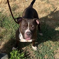 bella, chienne à adopter
