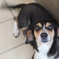 belle, chienne à adopter