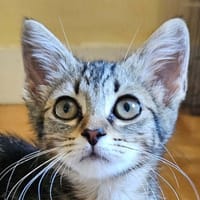 SOK, chatte à adopter