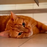 DJANGO, chat à adopter
