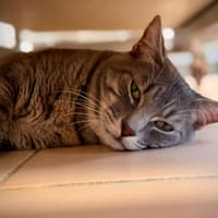CASPER, chat à adopter