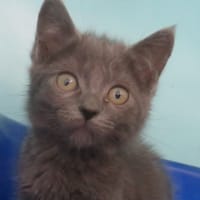 MAC4406, chat à adopter