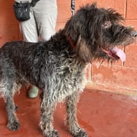 LASKO PAA24292, chien à adopter