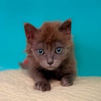 TARZANE, chatte à adopter