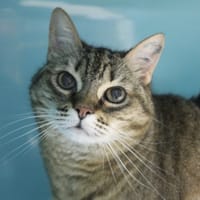 jigrise, chatte à adopter