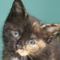 banana, chatte à adopter