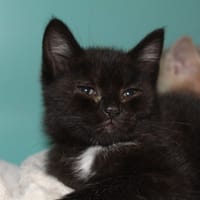 brownie, chat à adopter