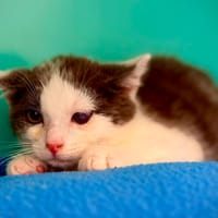 BIGOR, chat à adopter