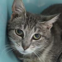 bruni, chatte à adopter
