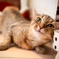 ROSIE, chatte à adopter