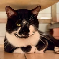 LEONIDAS, chat à adopter
