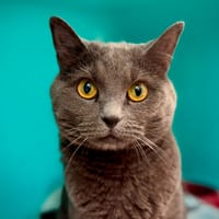 GAIA, chatte à adopter