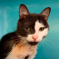 POLKA, chatte à adopter