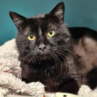 Sousu, chat à adopter