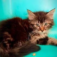 LINXY, chat à adopter
