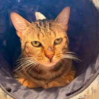OSCAR, chat à adopter