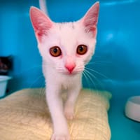 YOUPI, chatte à adopter