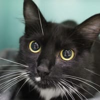 bibine, chatte à adopter