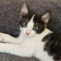VUTHY, chat à adopter
