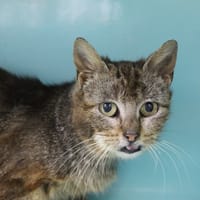 boulguy, chatte à adopter
