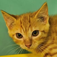 LIV, chat à adopter