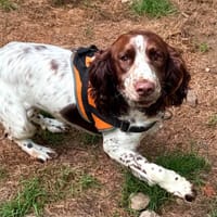 berny, chien à adopter