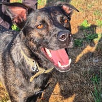 Lucky, chien à adopter