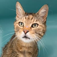 GRIBOUILLE, chat à adopter