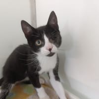 OKAB, chat à adopter