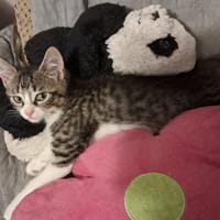 macha, chatte à adopter