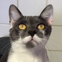 SPARKY, chat à adopter