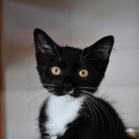 Batman, chat à adopter