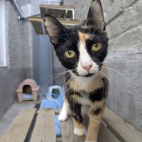 CARAMEL, chatte à adopter