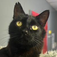 Zigga, chatte à adopter