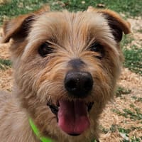 VITO, chien à adopter